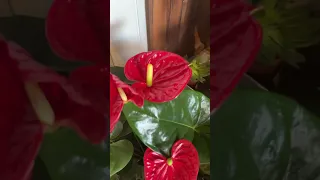 Transform Your Space into a Blooming Paradise with Anthurium Andraeanum