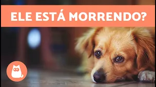 10 SINAIS de que um CACHORRO vai MORRER 🐶💔 Ele tem pouco tempo?