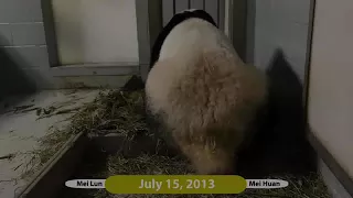 Mei Lun and Mei Huan 3 years old in Altanta Zoo