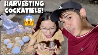 HARVESTING COCKATIELS! Ang daming itlog! Kinuha namin sa nest box mga inakay na ibon  | Murillo Bros