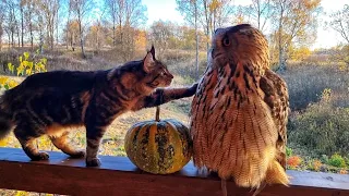 Cloudberry cat touched the owl Yoll for a secret place! Outrageous! Beautiful autumn owl