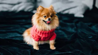 Pomeranian in Slow Motion Capturing Grace and Beauty