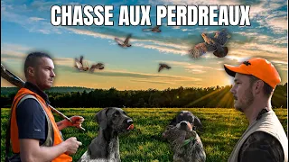 Chasse aux perdreaux aux chiens d'arrêt