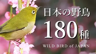 【保存版】日本の野鳥180種（解説付き）