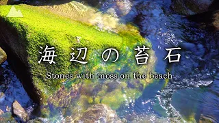 [Healing video & sound] Seaside moss stones and small waves [5 hours]