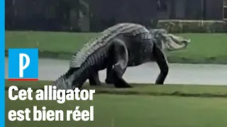 Alligator géant filmé en Floride : «Ce n’est ni un fake, ni exceptionnel»