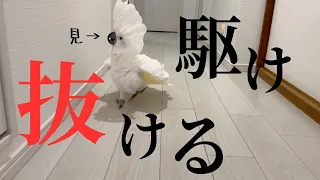 The parrot's gestures and reactions as it ran down the hallway were too cute.