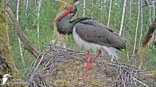 Melnais stārķis ~Orgis  is singing 🎵💞He's tracking female 💗 Flew out~1:32 pm 2024/04/01