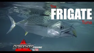 The Frigate Tuna  -  Species ASFN Fishing #fishing