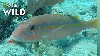 These Shrimp Are a Clean-Up Crew For Dirty Fish | Nat Geo Wild