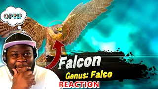 (REACTION) TierZoo The Bird Tier List | I'll Take The Falcon All Day