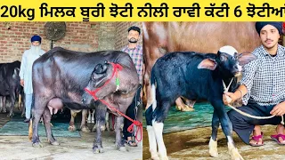 20kg ਮਿਲਕ ਬੂਰੀ ਮੱਝ 2 ਝੋਟੀਆਂ ਪਹਿਲਾ ਸੂਆ ਮੁਰਹਾ ਨੀਲੀ#ਰਾਵੀ ਟੌਪਰ ਕੱਟੀ ਨਿਮੇ ਮੱਤੇਵਾਲ ਕੋਲ ਅੰਮ੍ਰਿਤਸਰ ਸਾਹਿਬ !!