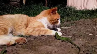 кот против ящерицы