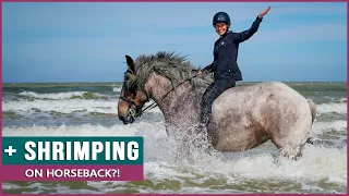 Riding the Belgian Draft Horse in Belgium