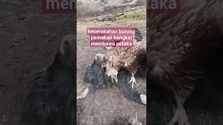 Keserakahan burung pemakan bangkai membawa petaka