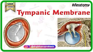 Tympanic Membrane Anatomy - Head and neck Anatomy medical animations