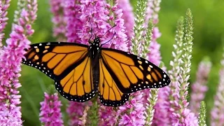 Monarch Butterfly Migration: A Mystery Of The Natural World - HD Documentary