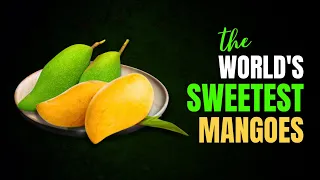 Top 10 Sweetest Mango Types In The World.