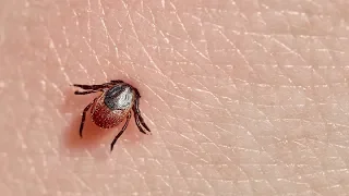 Are Ticks Turning Predatory?