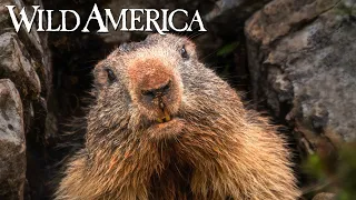 Wild America | S7 E2 Marmot Mountain | Full Episode HD