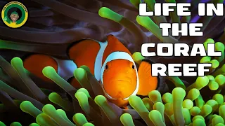 Life at the Coral Reef  || Animals found in Coral Reefs