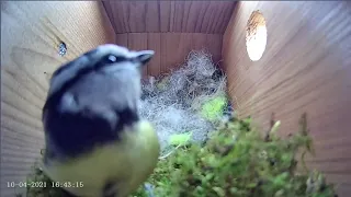 10th April 2021 - Blue tit nest box live camera highlights