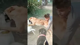 Dog fight | german shepherd and rottweiler fight 😤• Dog attacked #shorts #short