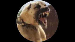 Kangal Wolf test