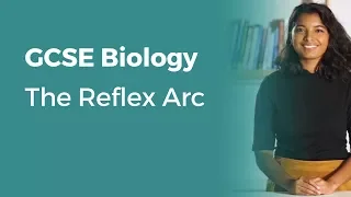 The Reflex Arc | 9-1 GCSE Biology | OCR, AQA, Edexcel