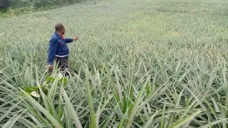Pineapples can be harvested in as little as 10months from when they are planted