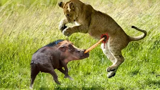 Lions Failed In Hunting Warthog - When The Hunter Becomes Prey!