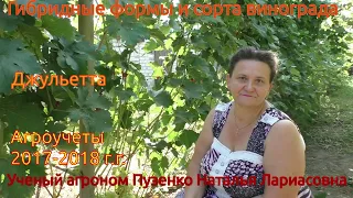 Джульетта - виноград на участке Пузенко Натальи Лариасовны