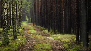 Listen to Beethoven Symphony No. 5, Movement 1 while watching the rainy forest road