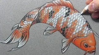 Drawing Time Lapse: "Koi" Fish (Carp)