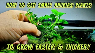 The Crazy Little Trick That Makes Anubias Plants Grow Faster & Thicker. How to Split & Propagate.