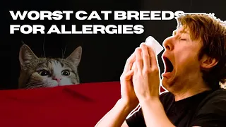 Top 10 Worst Cat Breeds for Allergies