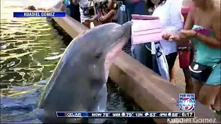 Dolphin at SeaWorld snatches guest's iPad, dumps it in water