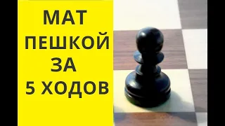 Шахматы. ПЕШКА ЗА 5 ХОДОВ СТАВИТ МАТ .  онлайн. бесплатные. играющие