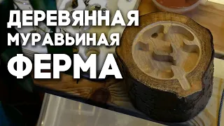 РАСПАКОВКА МУРАВЬИНОЙ ФЕРМЫ ИЗ ДЕРЕВВА ДЛЯ ДРЕВОТОЧЦЕВ - ДиП "Поленко"  Димон и пумба