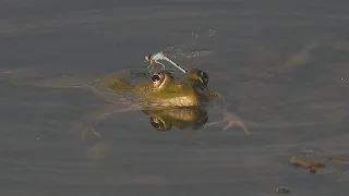 Frog wants to eat a damselfly / Sapo quer comer uma libélula / Frosch möchte eine Libelle fressen