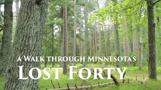 A Walk through Minnesota's Lost Forty
