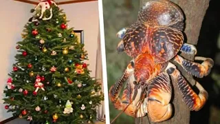 Man Thought He Had Bed Bugs – But Expert Turns Pale When He Takes A Look In The Christmas Tree