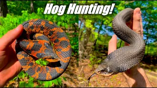 My Best Hognose EVER? Catching "Spreadin' Adders!"