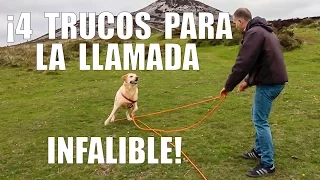 4 Trucos para Enseñar a tu Perro a VENIR cuando lo LLAMAS (INFALIBLE)