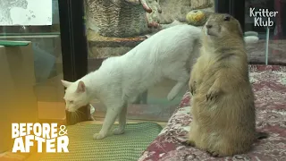 Rejected Prairie Dog Uses Cats As Punching Bag | Before & After Makeover Ep 27