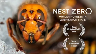 Nest Zero - Murder Hornets in Washington State