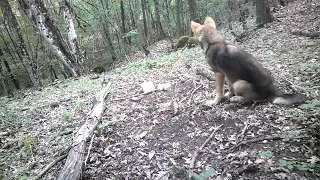 СОБАКА ИЛИ ВОЛК? ВИДЕО С ФОТОЛОВУШКИ