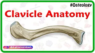 Clavicle Anatomy Animation | General features, Osteology, Attachments, Development, clinical anatomy