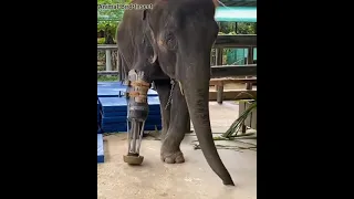 🐘 Elephant lost one leg but not lost confidence #Short