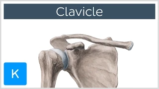Clavicle Bone - Location, Definition & Function - Human Anatomy | Kenhub